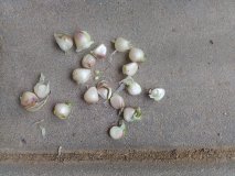 Semena pacibulky