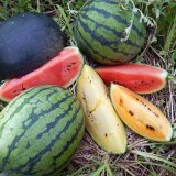 Nabízíme melouny různých barev slupky i dužiny plodů